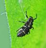 Calvia quatuordecimguttata